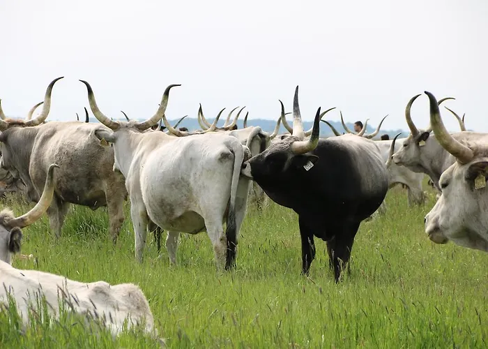 Hortobagyi Kemences Vendeghaz