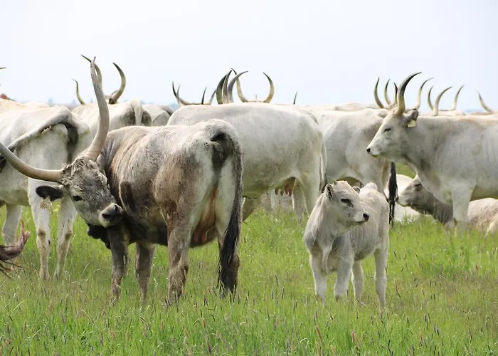 Hortobagyi Kemences Vendeghaz * Hortobágy